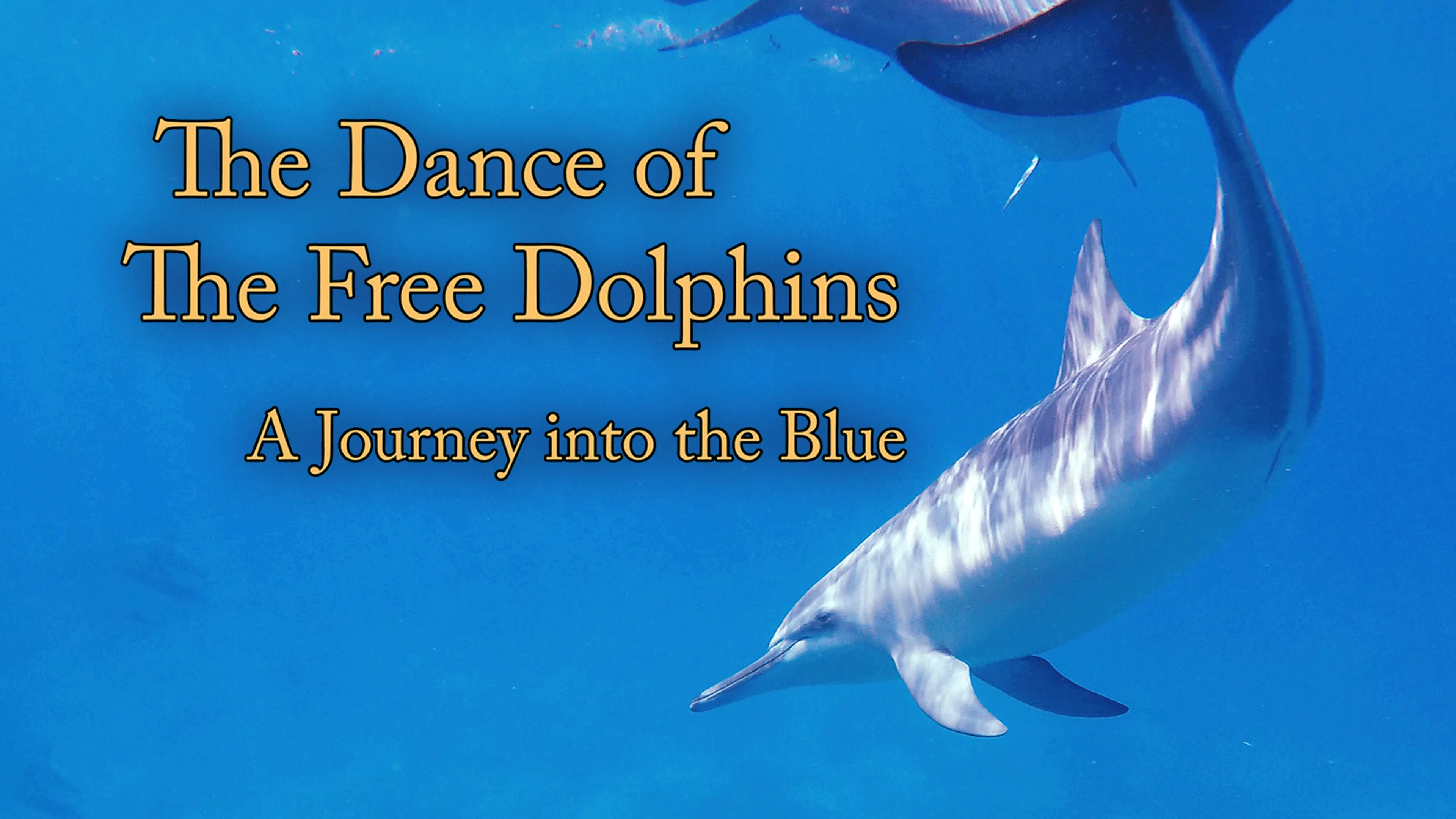 The Dance of the Free Dolphins: A Journey into the Blue poster